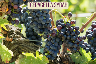 La Syrah