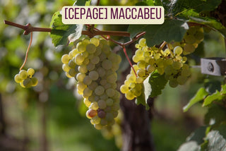 Maccabeu