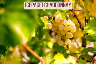 Chardonnay